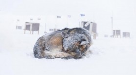 O fetiţă de 10 ani a supraviețuit în mod miraculos 18 ore în viscol, la -11°C, îmbrăţişând un câine fără stăpân